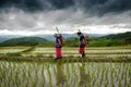 farmer at rice terraces papongpians maechaen chiangmai thailand