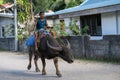 Farmer rides a buffalo on Camiguin Island, Republic of the Philippines