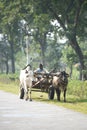 farmer riding Oxcart on the rural road in Gaya,Bihar