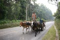 farmer riding Oxcart on the rural road in Gaya,Bihar