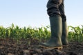 Farmer in rubber boots standing in corn field Royalty Free Stock Photo