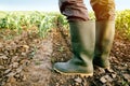 Farmer in rubber boots standing in corn field Royalty Free Stock Photo
