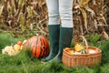 Farmer with rubber boots standing at corn field with harvested pumpkins Royalty Free Stock Photo