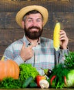 Farmer rustic villager appearance. Grow organic crops. Man cheerful bearded farmer hold corncob or maize wooden Royalty Free Stock Photo
