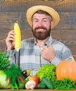 Farmer rustic villager appearance. Grow organic crops. Man cheerful bearded farmer hold corncob or maize wooden Royalty Free Stock Photo