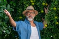 Farmer`s arms raised in the garden with organic tangerine fruits. Happy harvest. Royalty Free Stock Photo