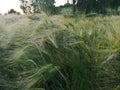 The farmer& x27;s barley crops on the field are green in the spring