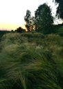 The farmer& x27;s barley crops on the field are green in the spring