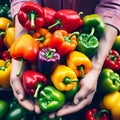 Farmer\'s Bounty: Ripe Bell Peppers in Hands