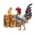 Farmer\'s composition of yellow chicken gray rooster and golden haystack