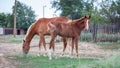 A farmer\'s domestic horse