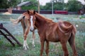 A farmer\'s domestic horse