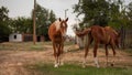 A farmer\'s domestic horse