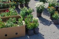 Farmer`s Fair of gardening in the open air. Colorful chrysanthemums and daisies in flower pots Royalty Free Stock Photo
