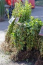 Farmer`s fair of seedlings of bushes and trees