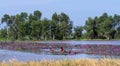 Farmer`s Family is harvesting water lily in a flooded field