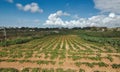 Farmer`s field growing crops sowed in rows