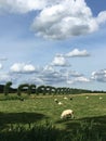 Landscape with a beautiful clouds and sheeps.