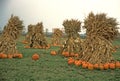Farmer's Field of Pumpkins & Cornstalks Royalty Free Stock Photo