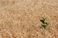 Farmer's fiend Royalty Free Stock Photo