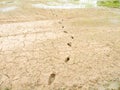 Farmer`s footprints on clay or wet soil in rice field during seedling season
