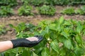 A farmer`s hand in a black glove with a handful of fertilizer pellets on the background of seedlings and an earthen bed.