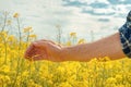 Farmer`s hand in blooming canola field