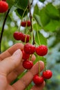 Farmer`s hand with bunch of fresh red cherries Royalty Free Stock Photo