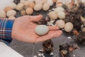 Farmer\'s hand close-up holding hatching chicken egg against background of chickens in incubator, poultry farming