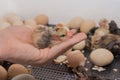 Farmer\'s hand close-up holding small cute fluffy chicken chick against the background of hatching eggs in an incubator Royalty Free Stock Photo