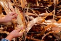 Farmer's hand delicately peels the old and dry corn Royalty Free Stock Photo