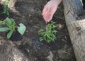 Farmer's hand dropping water to seedlings just planted in the soil of the vegetable garden Royalty Free Stock Photo