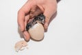 A farmer's hand helps a newborn little cute chicken chick get out of a chicken hatching egg on a white background Royalty Free Stock Photo