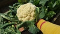 farmer\'s hand holding cauliflower crop. cauliflower cultivation in the vegetable garden, harvesting cauliflowers