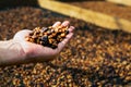 farmer's hand holding dry coffee beans. Royalty Free Stock Photo