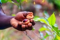 Farmer`s hand holding fresh nutmeg fruit Royalty Free Stock Photo