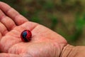 Farmer`s hand holding fresh nutmeg fruit Royalty Free Stock Photo
