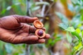 Farmer`s hand holding fresh nutmeg fruit Royalty Free Stock Photo