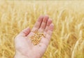 Farmer`s hand holding harvest over a field of golden color. Ukraine agriculture field Royalty Free Stock Photo