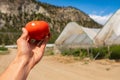 Farmer`s hand holding a ripe red tomato Royalty Free Stock Photo