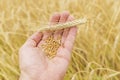 Farmer`s hand holding rye over a field of golden color Royalty Free Stock Photo