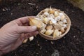 farmer's hand holds garlic clove for planting. garlic cultivation in urban vegetable garden