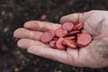 farmer's hand holds may broad bean seeds for planting in urban vegetable garden. planting broad beans Royalty Free Stock Photo