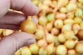 Farmer's hand, onion, seeds, small