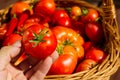 Farmer`s hand holds a tomato on the background of a basket with tomatoes. Tomatoes in Woven Basket close-up. eco food Royalty Free Stock Photo
