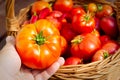 Farmer`s hand holds a tomato on the background of a basket with tomatoes. Tomatoes in Woven Basket close-up. eco food Royalty Free Stock Photo