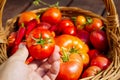 Farmer`s hand holds a tomato on the background of a basket with tomatoes. Tomatoes in Woven Basket close-up. eco food Royalty Free Stock Photo