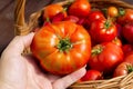 Farmer`s hand holds a tomato on the background of a basket with tomatoes. Tomatoes in Woven Basket close-up. eco food Royalty Free Stock Photo