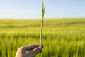 Farmer& x27;s hand keeps green barley spikelet against field and blue sky. Royalty Free Stock Photo