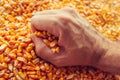 Farmer`s hand over golden ripe harvested kernels